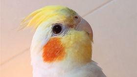 玄凤鹦鹉爆料视频播放,视频播放背后的惊人内幕